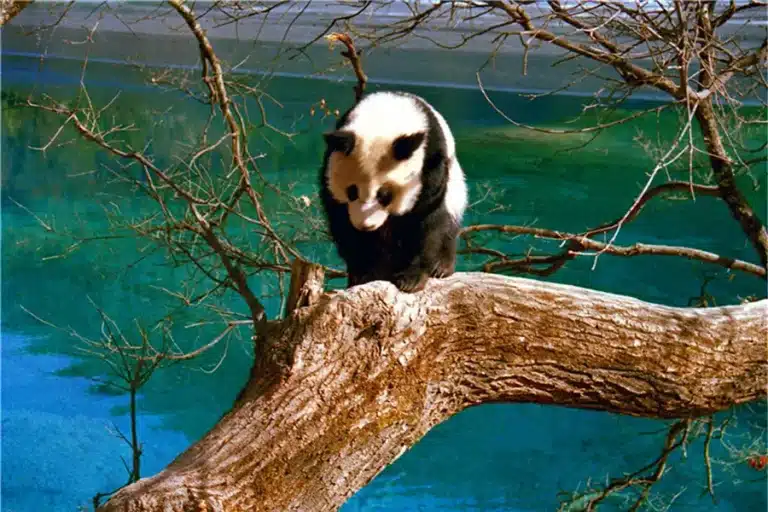Giant Pandas in Jiuzhaigou