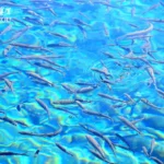 Too Much Calcium Is No Barrier: Jiuzhaigou’s Hardy Fish Published in Science Advances